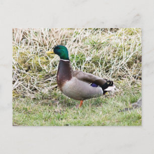 Mallard Drake Postcard