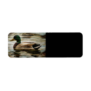 Mallard Duck