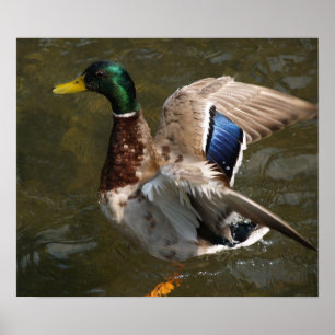 mallard duck about to fly Canvas Print