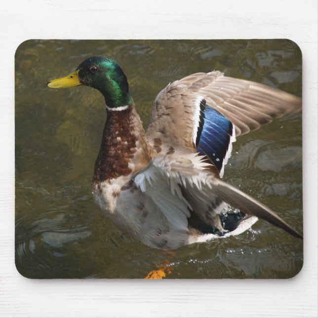 mallard duck about to fly mousepad (Front)