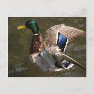 mallard duck about to fly postcard