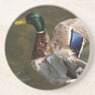 mallard duck about to fly sandstone coaster
