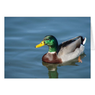 Mallard Duck All Occasions Greeting Card