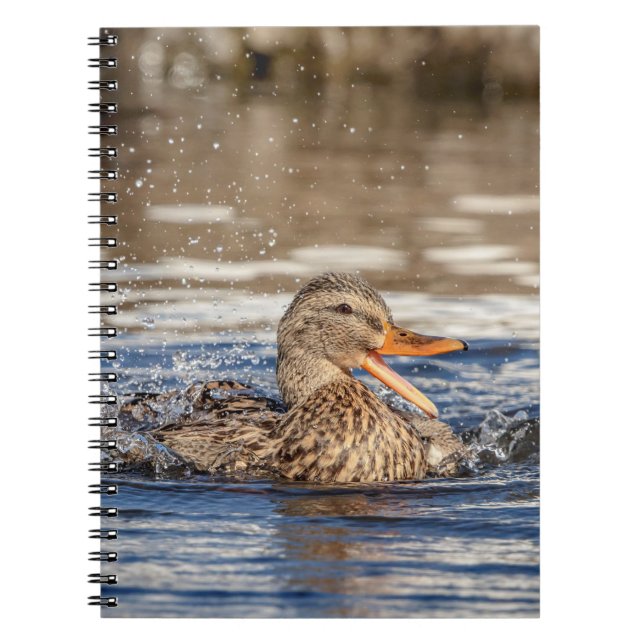 Mallard Duck at Downing Park Spiral Notebook (Front)