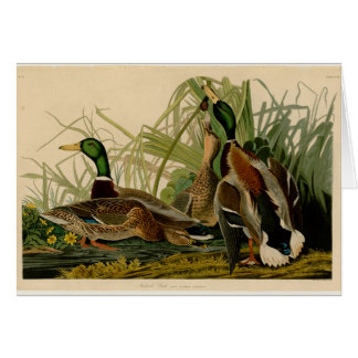 Mallard Duck Audubon Bird Painting