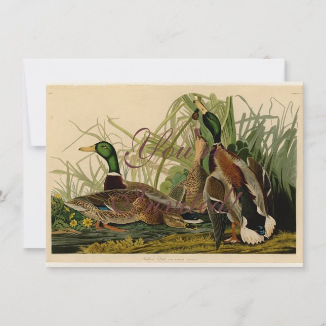 Mallard Duck Audubon Bird Painting Invitation (Front)