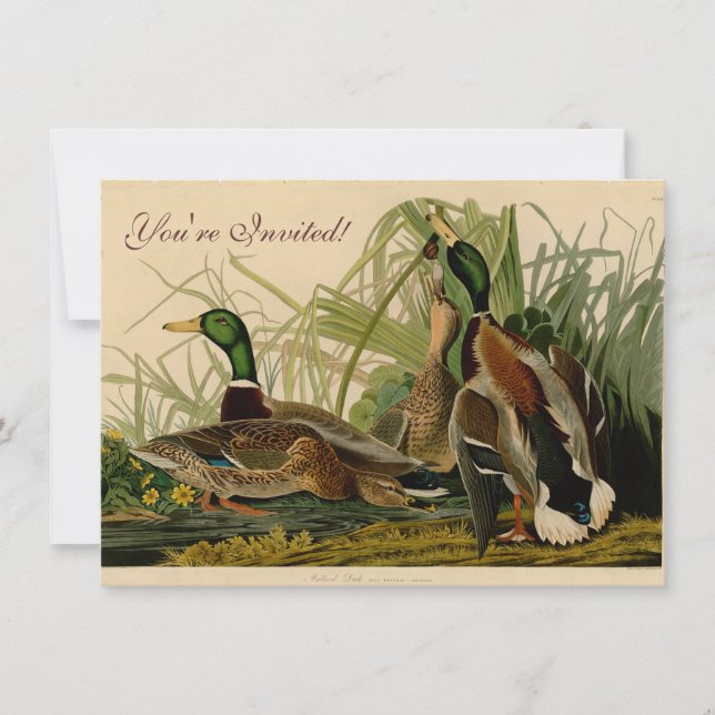 Mallard Duck Audubon Bird Painting Invitation (Front)