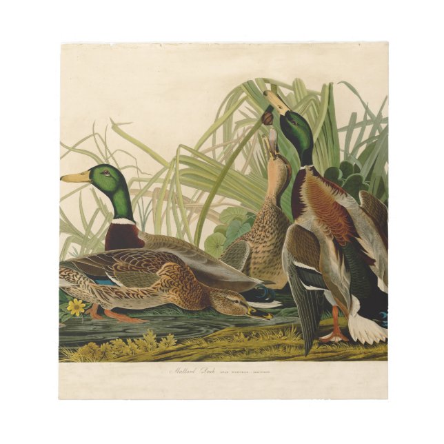 Mallard Duck Audubon Bird Painting Notepad (Front)