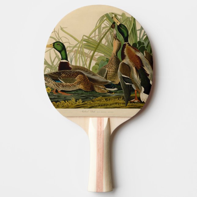 Mallard Duck Audubon Bird Painting Ping Pong Paddle (Front)