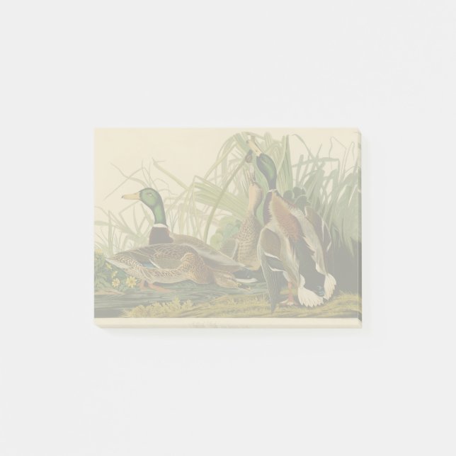 Mallard Duck Audubon Bird Painting Post-it Notes (Front)