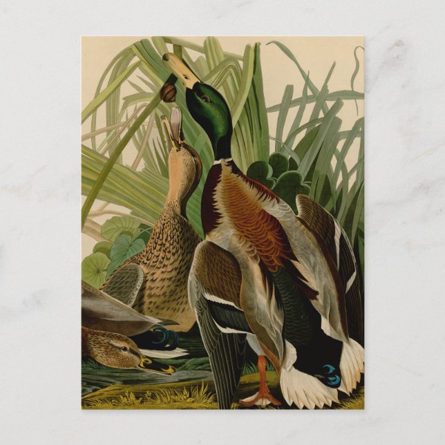 Mallard Duck Audubon Bird Painting Postcard (Front)