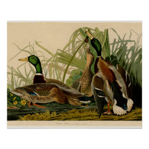 Mallard Duck Audubon Bird Painting Poster