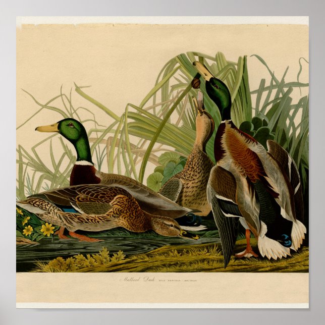 Mallard Duck Audubon Bird Painting Poster (Front)