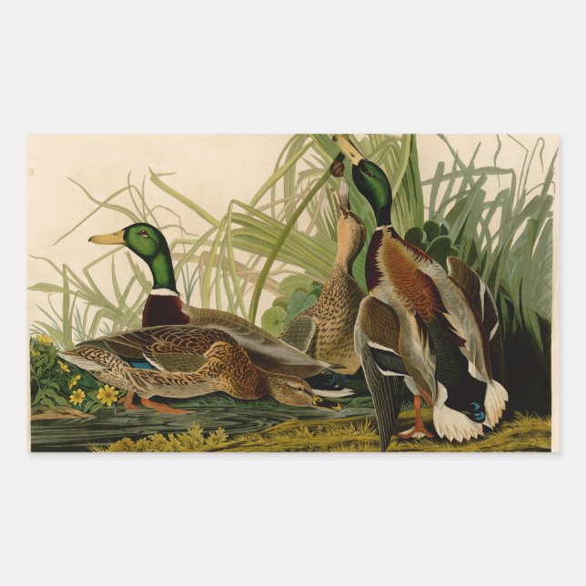Mallard Duck Audubon Bird Painting Rectangular Sticker (Front)