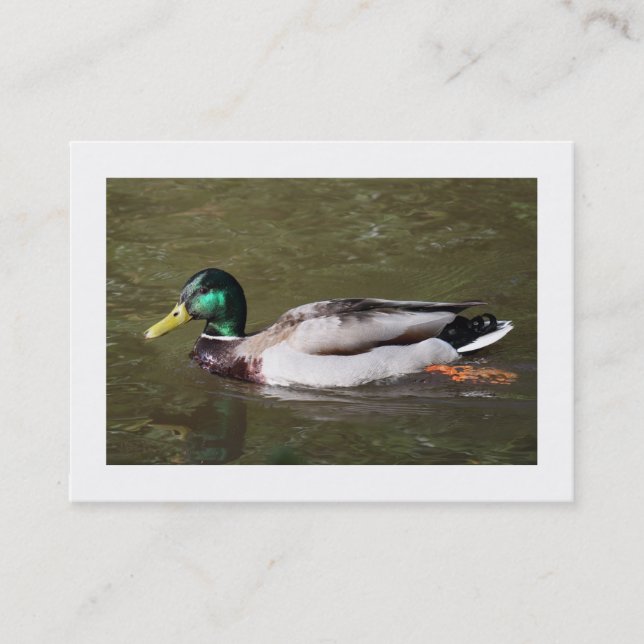 Mallard Duck (Bordered) Business Card (Front)