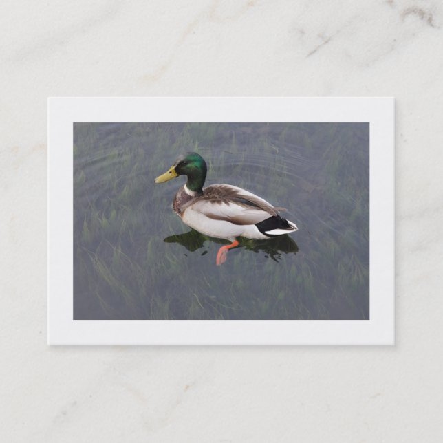 Mallard Duck (Bordered) Business Card (Front)