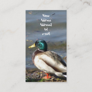 Mallard duck business card