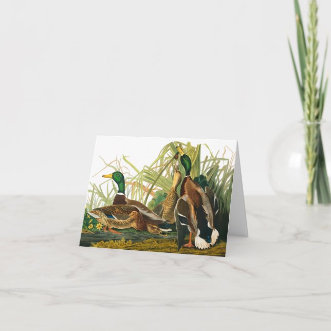 Mallard Duck by John James Audubon Thank You Card (Front)