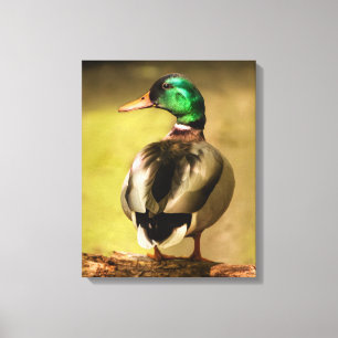 Mallard Duck Canvas Print