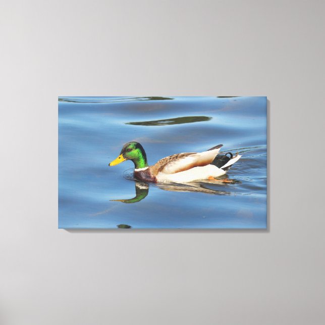 Mallard Duck Canvas Print (Front)