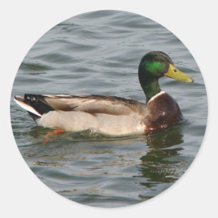 Mallard Duck Classic Round Sticker
