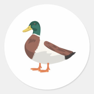 Mallard Duck Classic Round Sticker