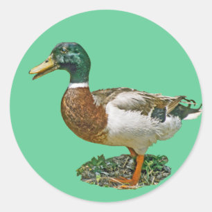 Mallard Duck Classic Round Sticker
