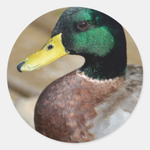 Mallard Duck Classic Round Sticker