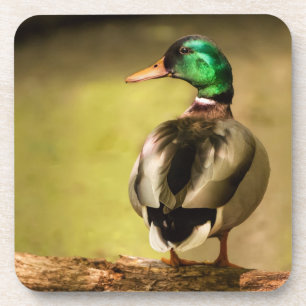 Mallard Duck Coaster