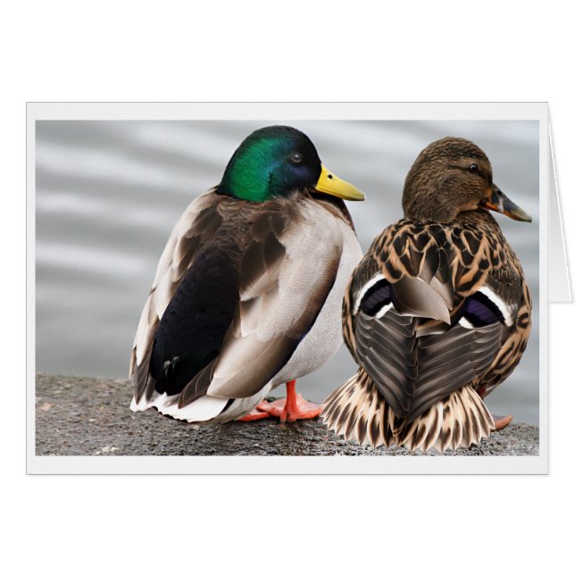 Mallard Duck Couple Card (Front Horizontal)