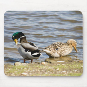 Mallard Duck Couple Mouse Pad