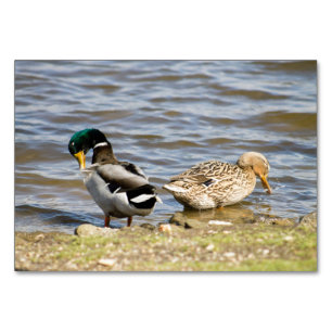 Mallard Duck couple Table Number