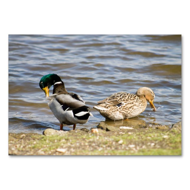 Mallard Duck couple Table Number (Front)