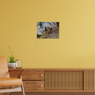 Mallard Duck Couple Taking a Break Poster