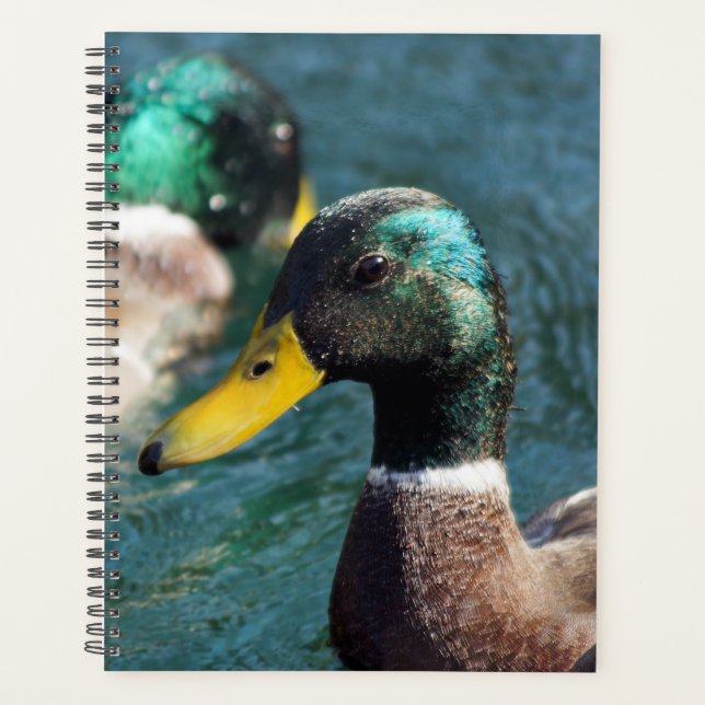 Mallard Duck Daisy Weekly/Monthly Planner (Front)