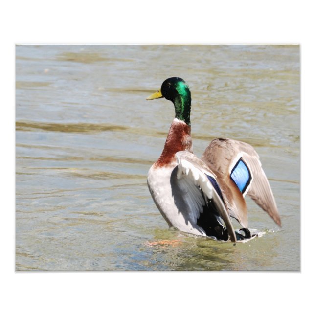 Mallard Duck Diamond Photo Print (Front)