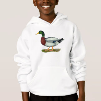 Mallard Duck Drake