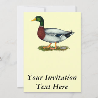 Mallard Duck Drake Invitation