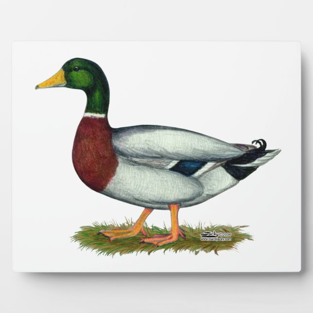Mallard Duck Drake Plaque (Front)