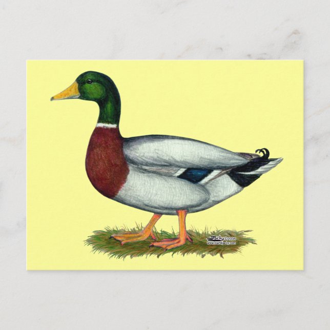 Mallard Duck Drake Postcard (Front)