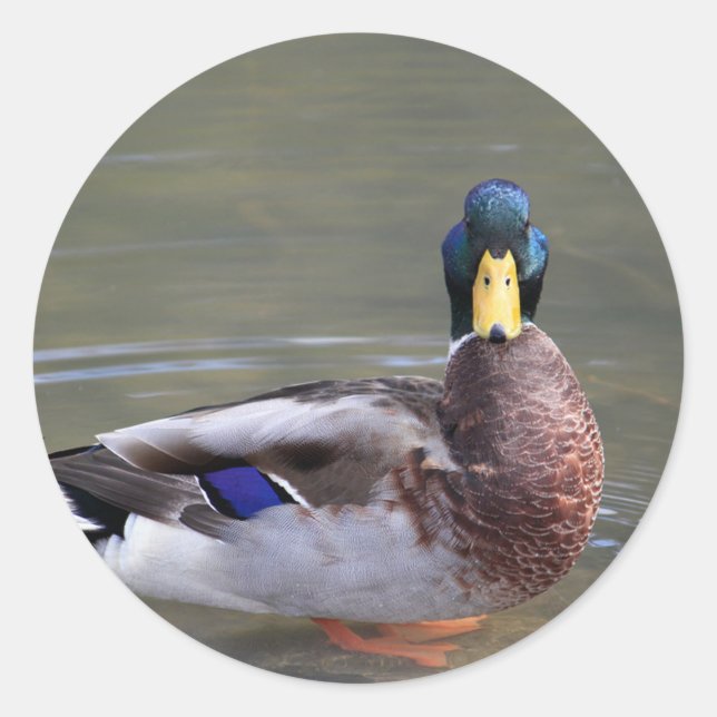 Mallard Duck Drake Water Photo Classic Round Sticker (Front)