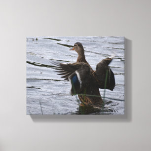 Mallard Duck flapping her wings Canvas Print