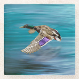 Mallard duck flying glass coaster