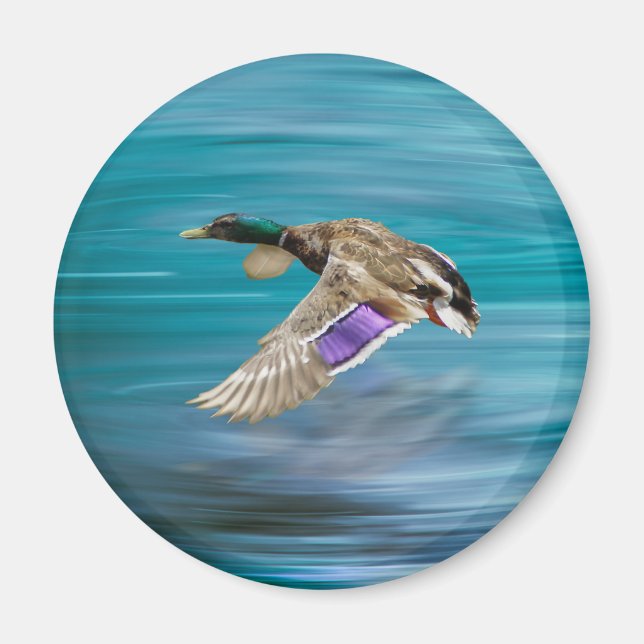 Mallard duck flying magnet (Front)