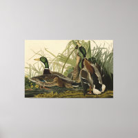 Mallard Duck from Audubon's Birds of America