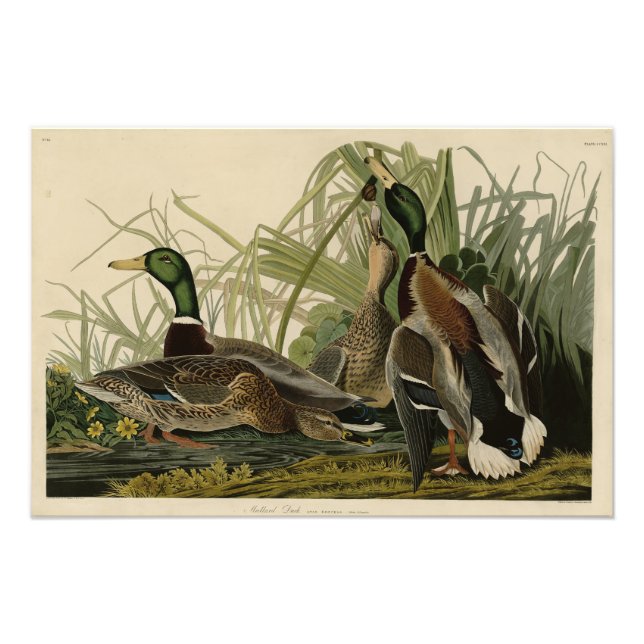 Mallard Duck from Audubon's Birds of America Photo Print (Front)