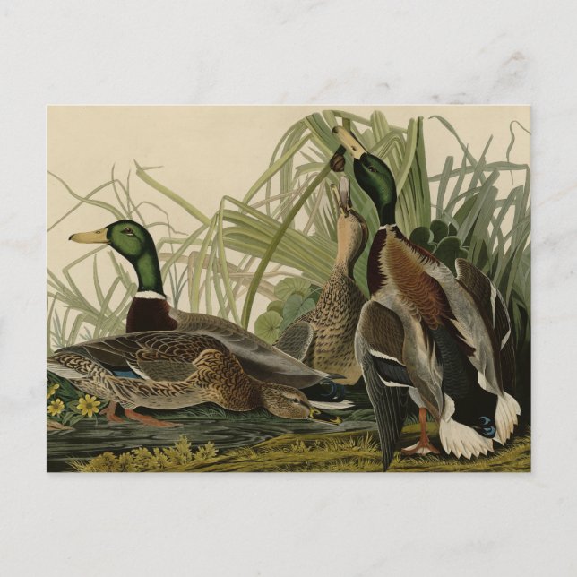 Mallard Duck from Audubon's Birds of America Postcard (Front)