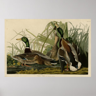 Mallard Duck from Audubon's Birds of America Poster