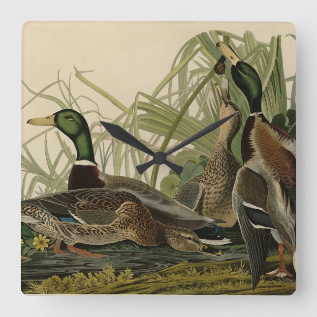 Mallard Duck from Audubon's Birds of America Square Wall Clock (Front)