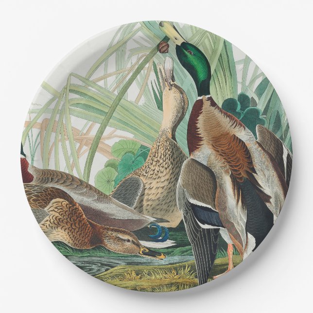 Mallard Duck from Birds of America (Audubon) Paper Plate (Front)